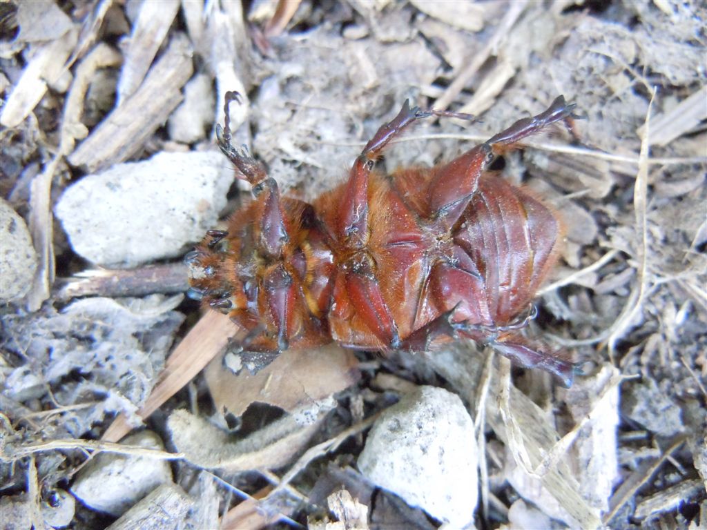 Oryctes nasicornis femmina morta